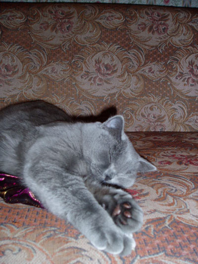 2006.01.18-sonya_01.jpg