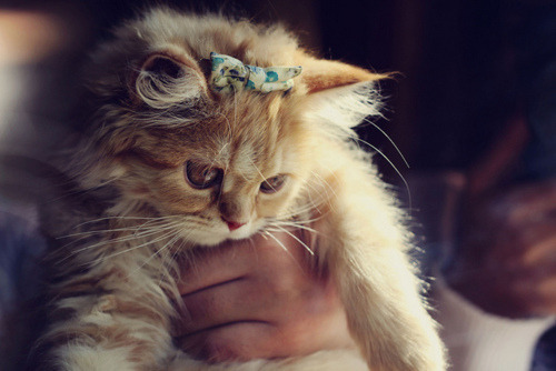 tumblr_lddnqmPDjn1qam9i0o1_500.jpg
