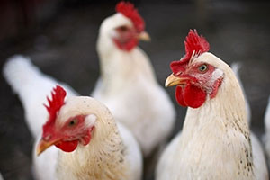 hen.jpg