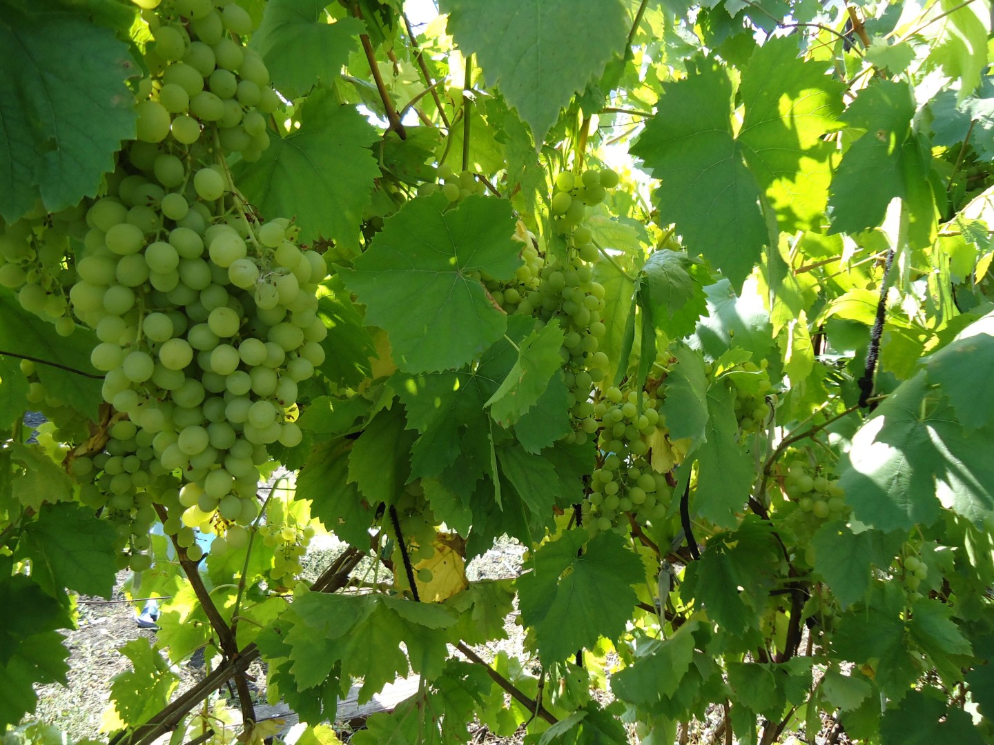 vinograd-aleshkin-aleshenka-2.jpg