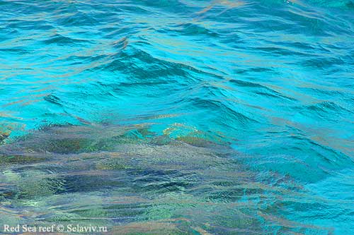 028_RedSea_coral%5B1%5D.jpg