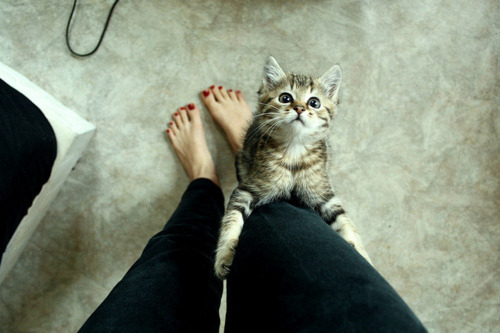 tumblr_li11mnt6Qh1qfstxco1_500.jpg