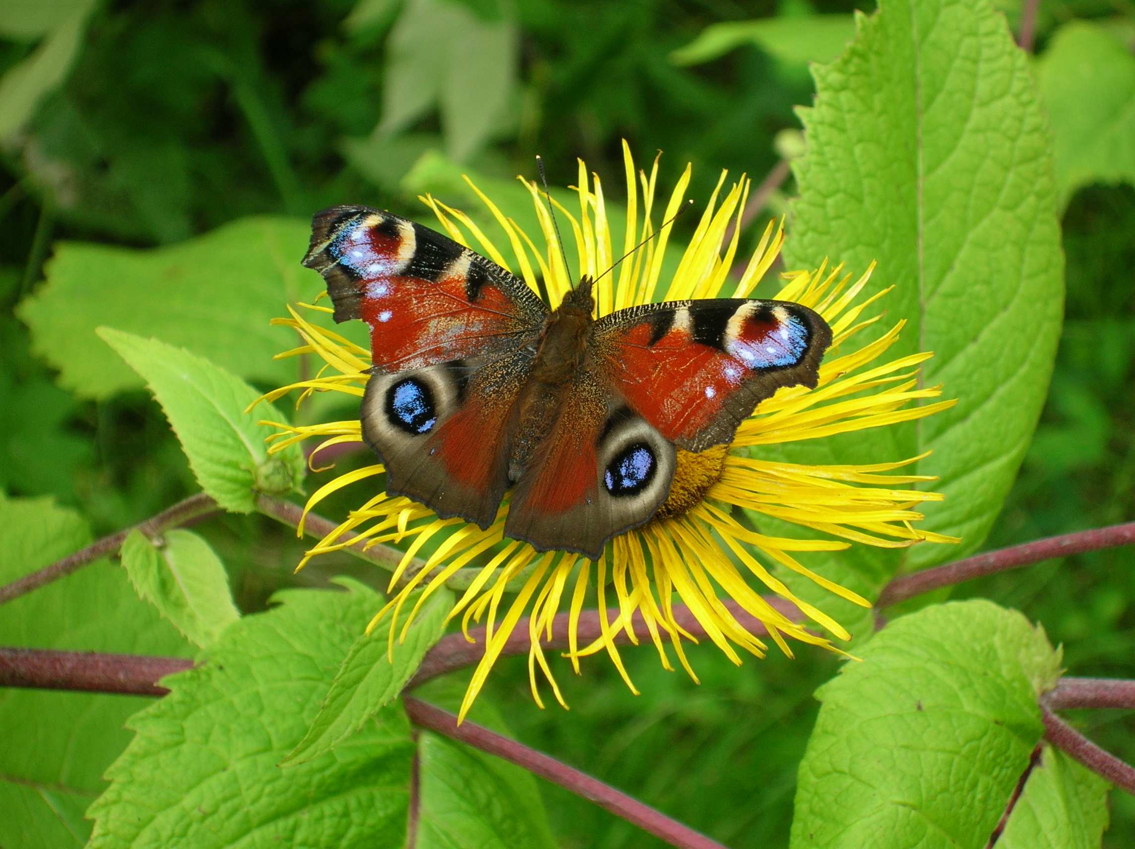 Butterfly_on_the_flower.JPG